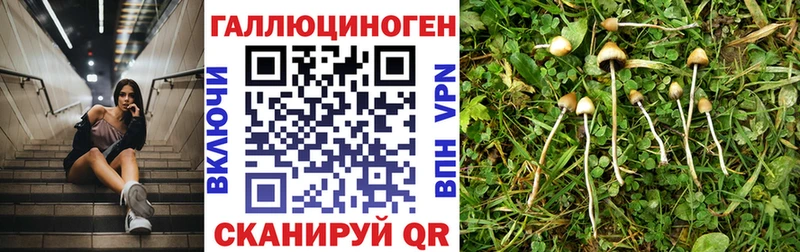 Псилоцибиновые грибы Psilocybe  Лакинск 
